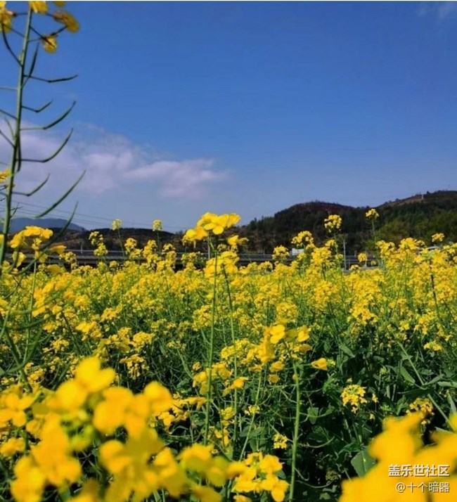【广州的花花们】三月菜花开