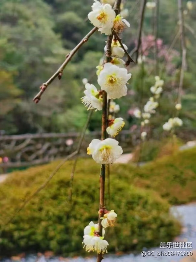 【春日寻花】万物复苏