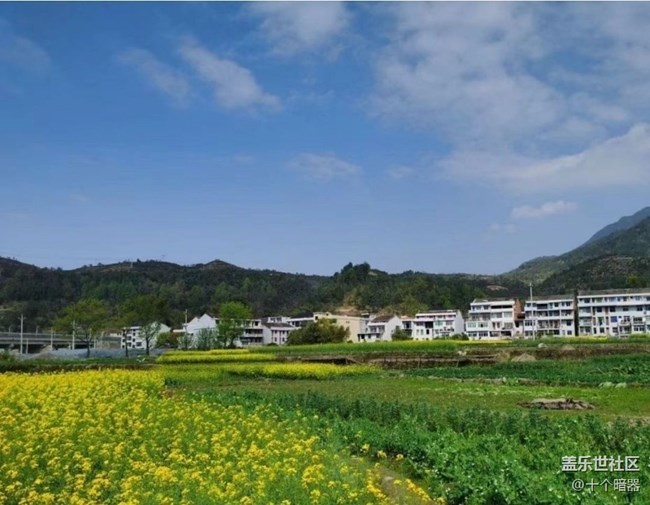 【广州的花花们】三月菜花开