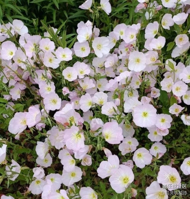 【广州的花花们】不负春光