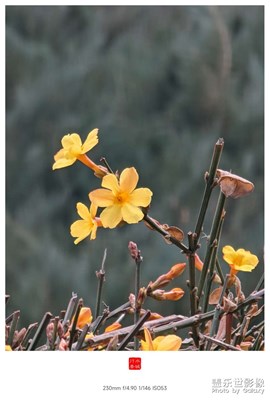 迎春花