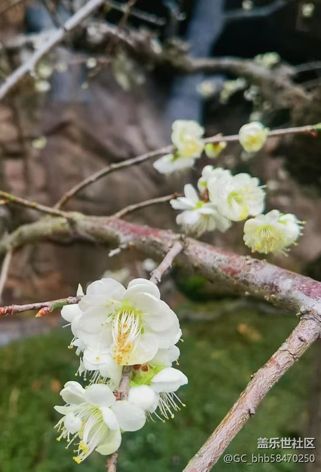 【春日寻花】万物复苏