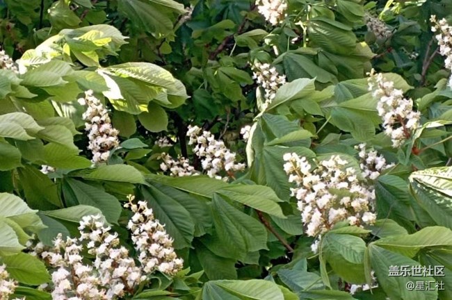 【广州的花花们】开花