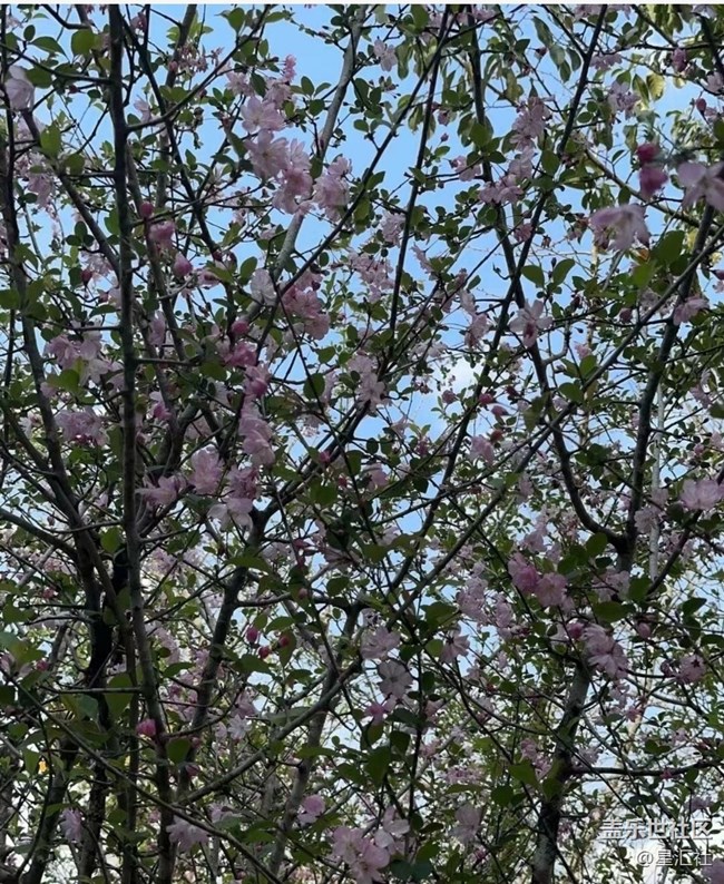 【春日寻花】花开灿烂