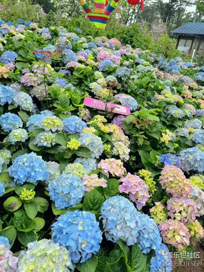 【广州的花花们】花海与思绪的交织
