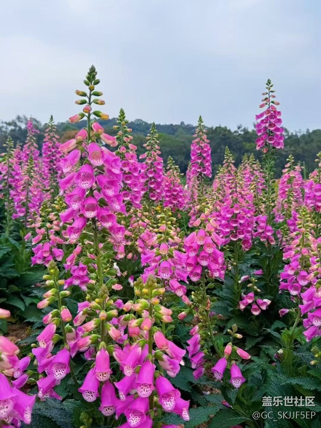 【广州的花花们】花海与思绪的交织