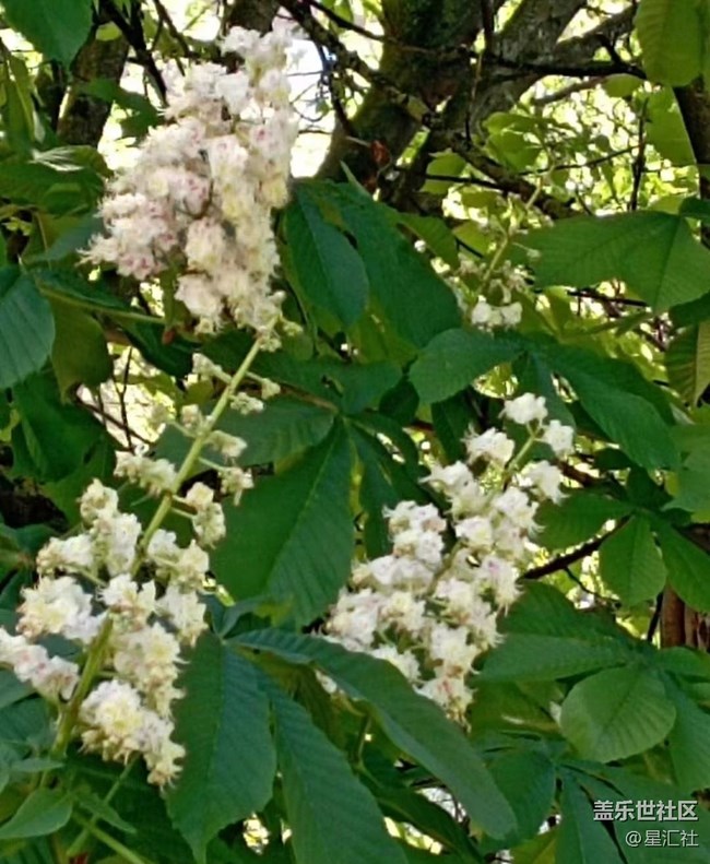 【广州的花花们】开花