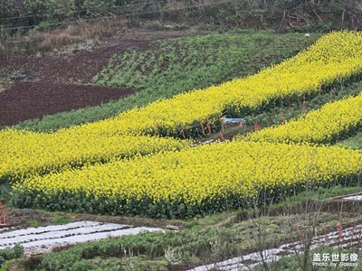 【好春光】+川渝地区冷嗖嗖