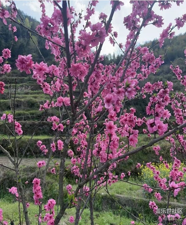 【春日寻花】花开灿烂
