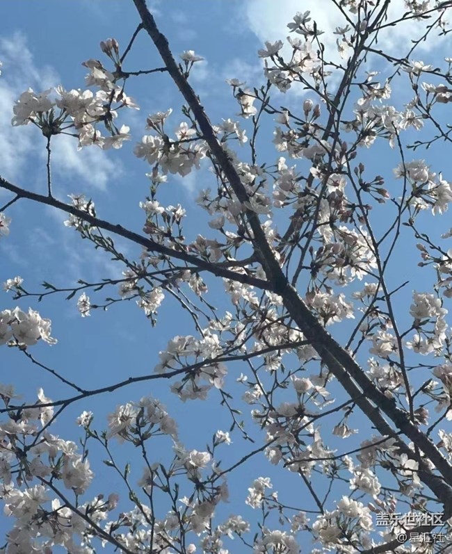 【春日寻花】花开灿烂