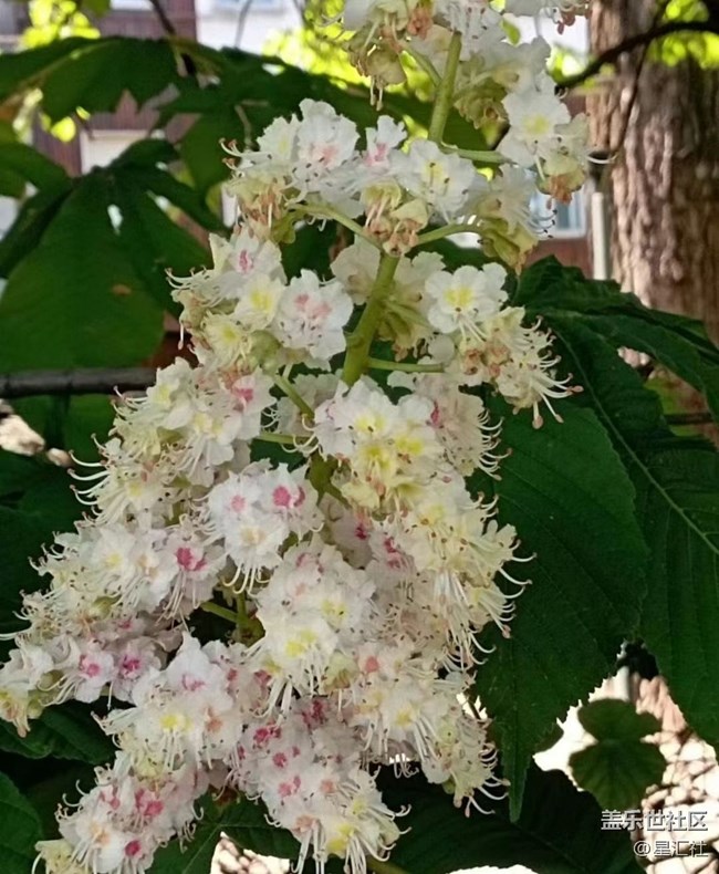 【广州的花花们】开花