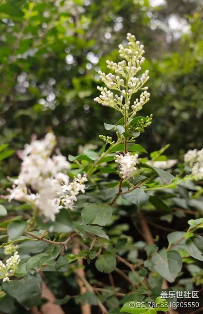 【广州的花花们】春季赏花