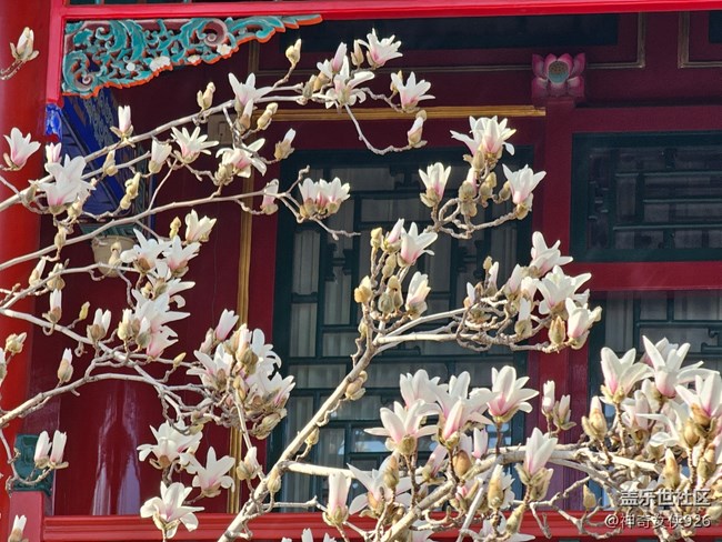 【春日序曲】玉兰花开