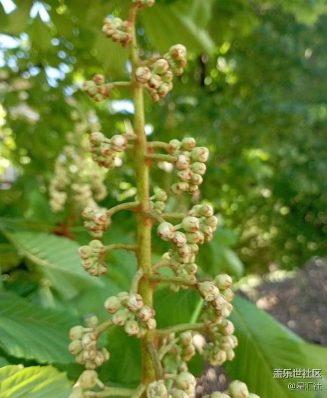 【广州的花花们】开花