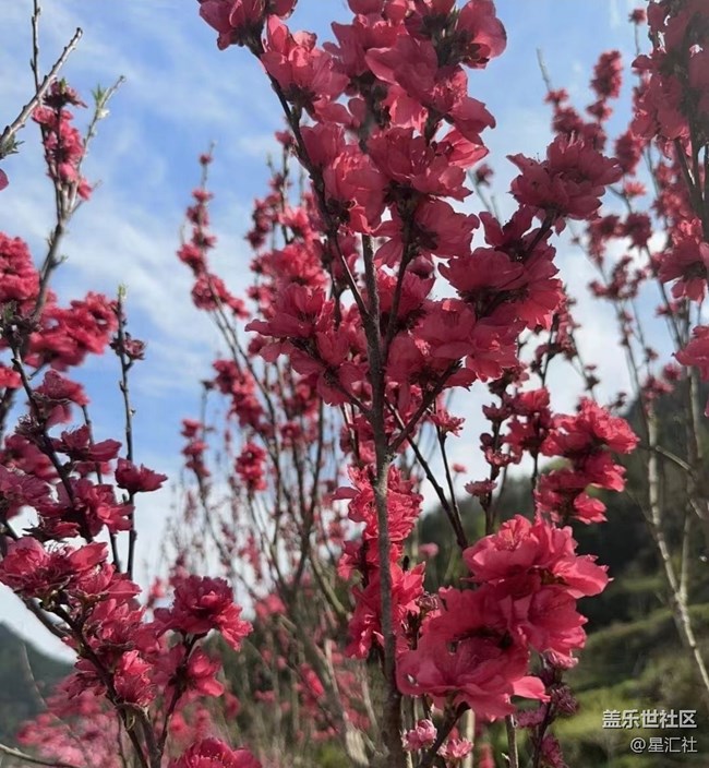 【春日寻花】花开灿烂