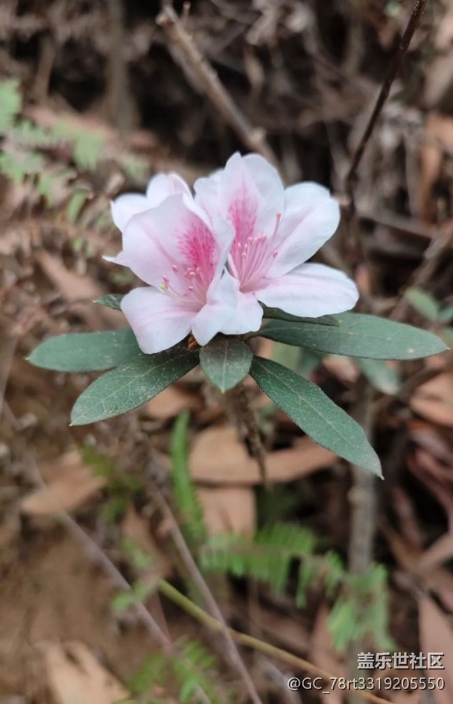 【广州的花花们】春季赏花
