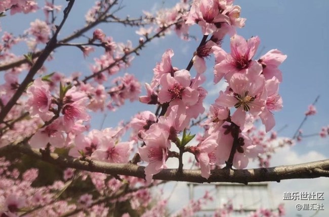 【春日寻花】花开灿烂