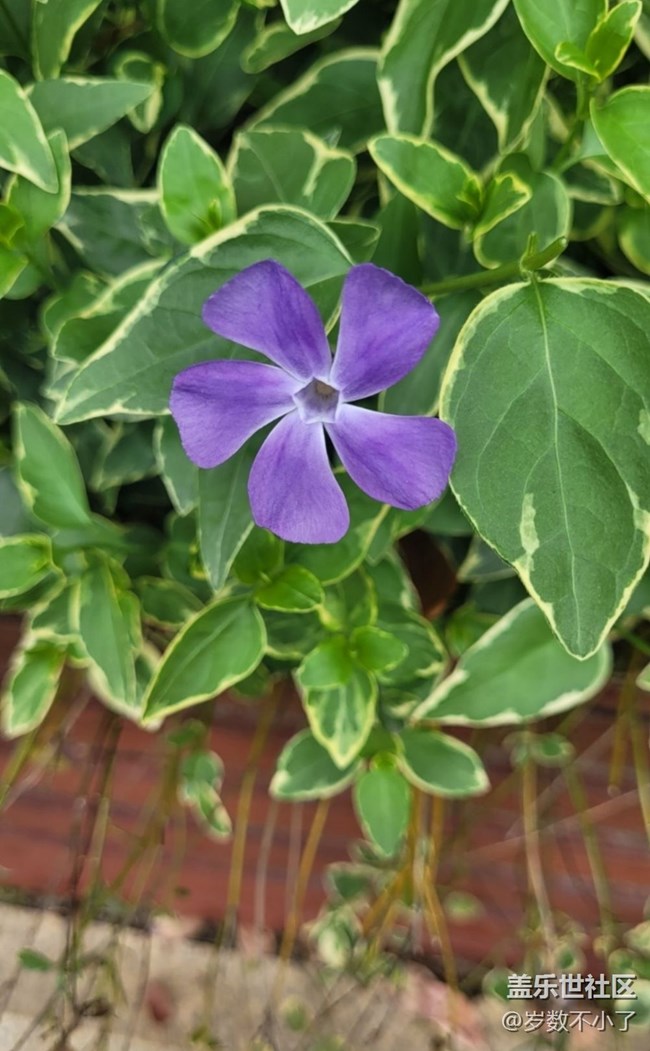 【广州的花花们】鲜花