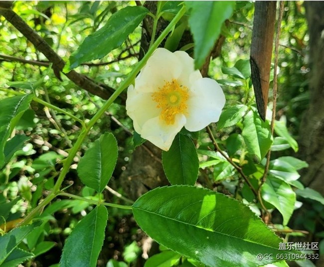 【春日寻花】野花