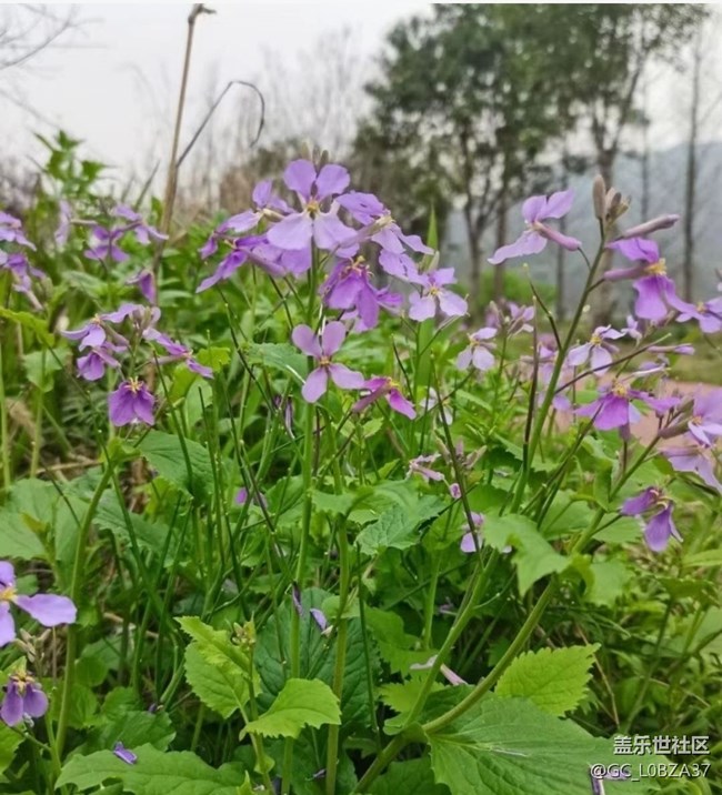 【广州的花花们】花期