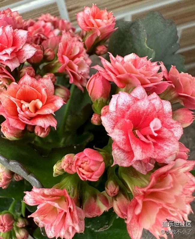 【春日寻花】晒花