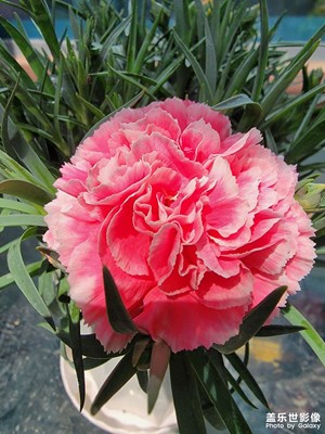 花开