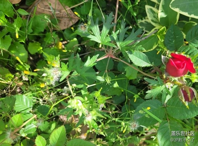 【广州的花花们】鲜花
