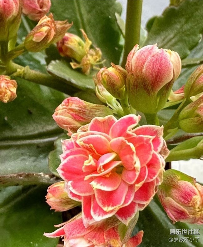 【春日寻花】晒花