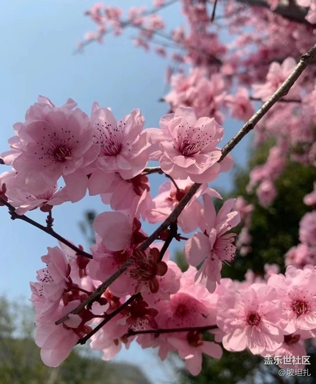 【春日寻花】花开正当时