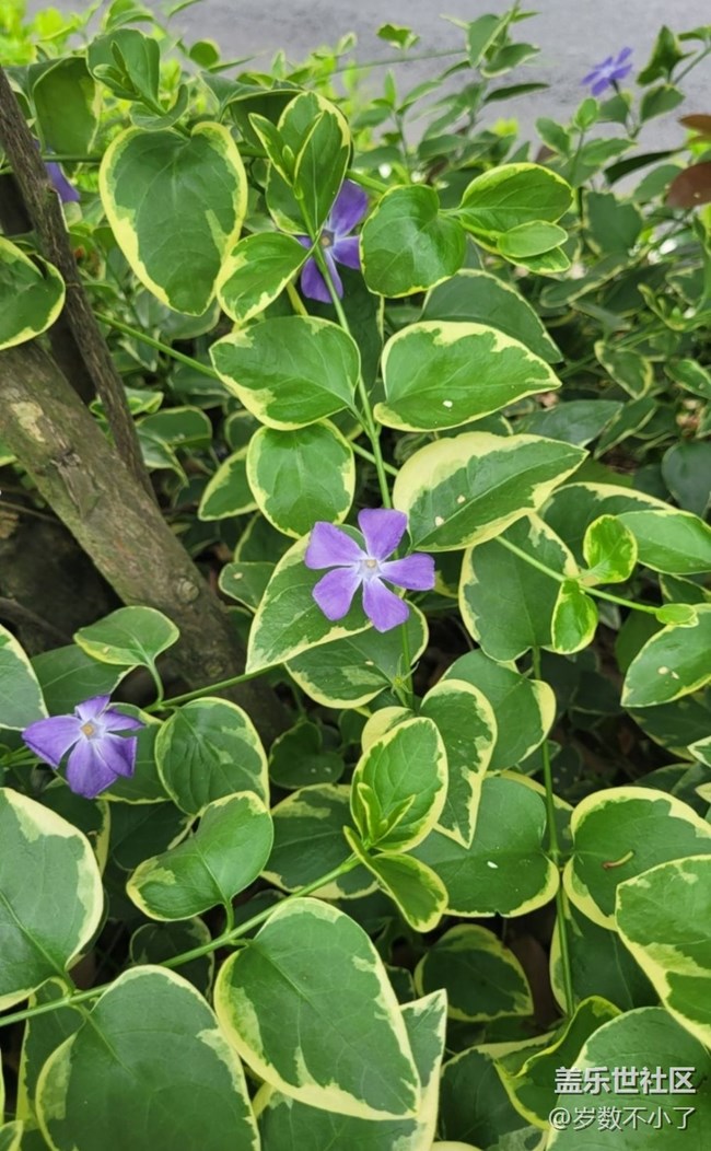 【广州的花花们】鲜花