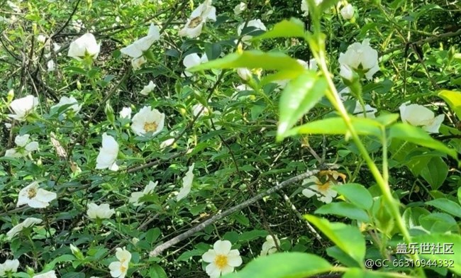【春日寻花】野花