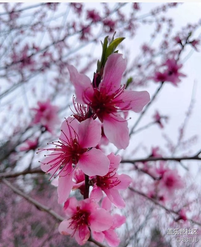 【春日寻花】花开正当时