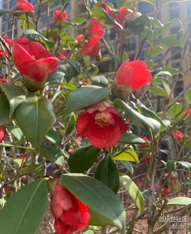 【春日寻花】花开正当时