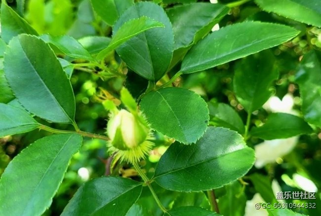 【春日寻花】野花