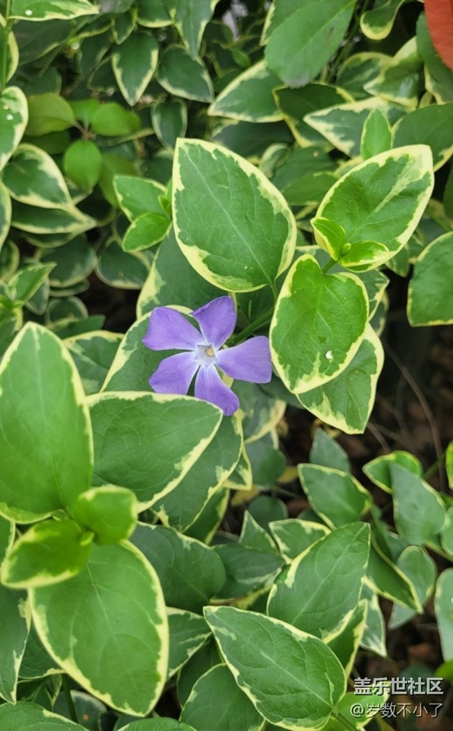 【广州的花花们】鲜花