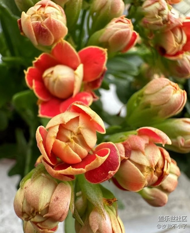 【春日寻花】晒花