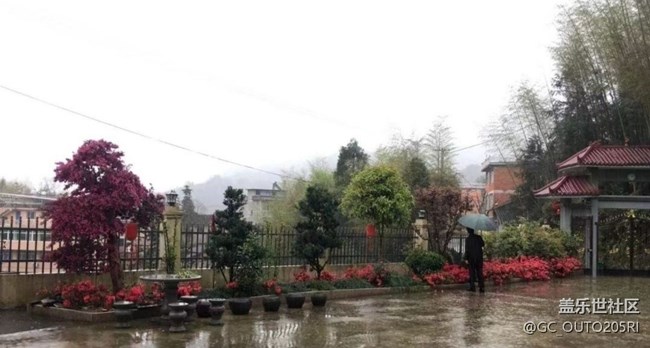 【春日寻花】雨后