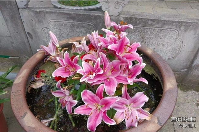 【春日寻花】花开正当时