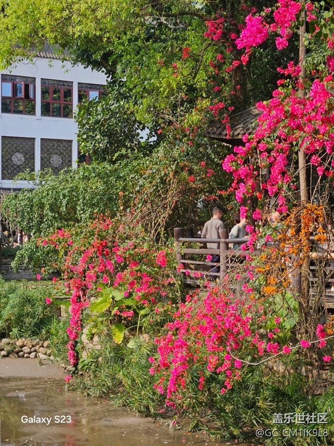 【活动回顾】三角梅盛开