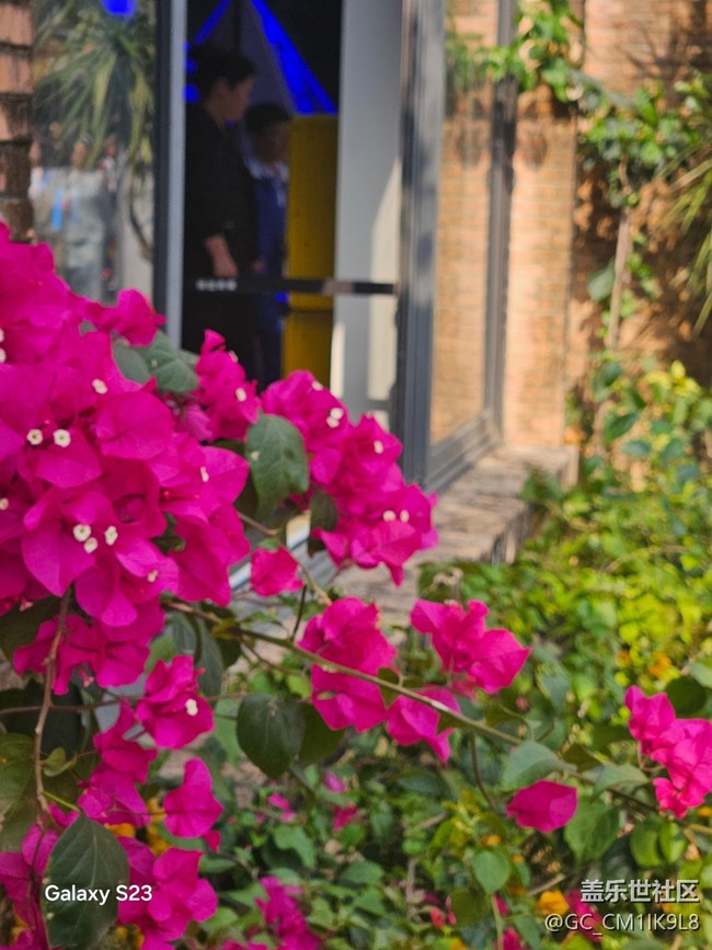 【活动回顾】三角梅盛开