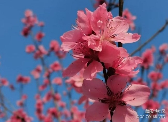【春日寻花】很多花