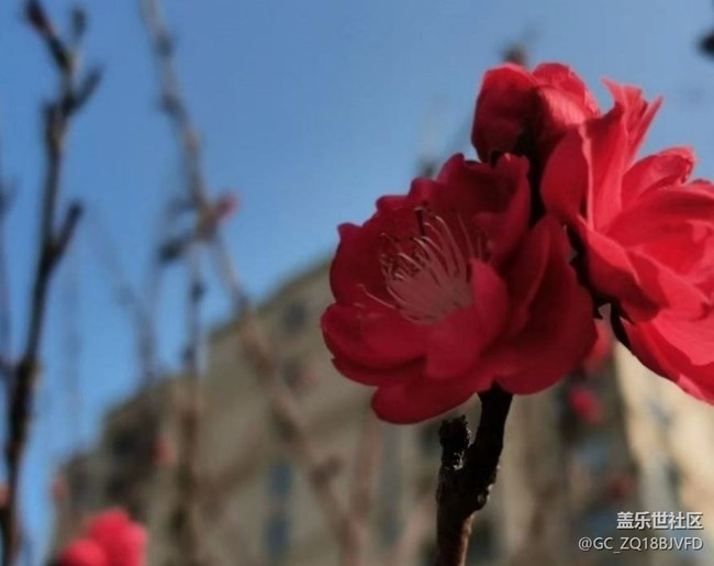 【春日寻花】很多花