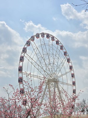 2025樱花之约