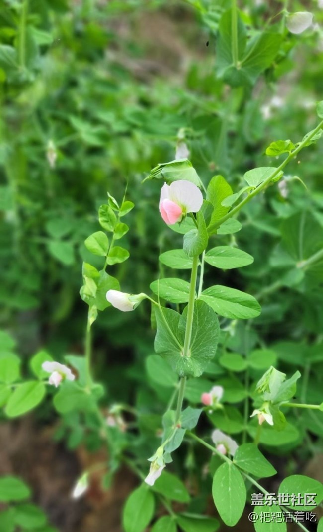 【春日寻花】豆花