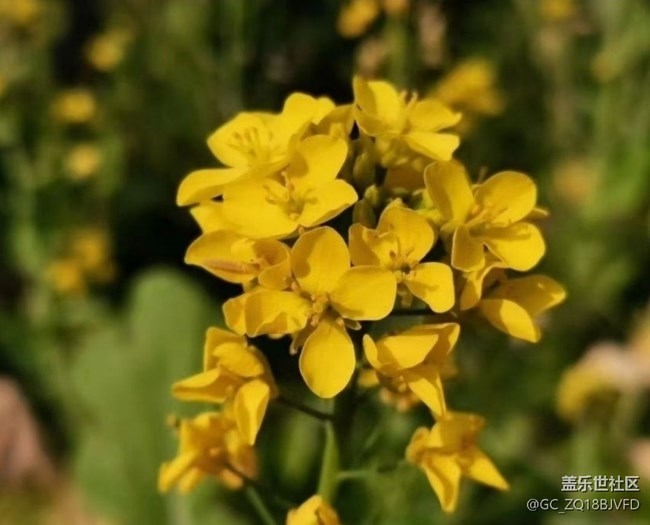【春日寻花】很多花