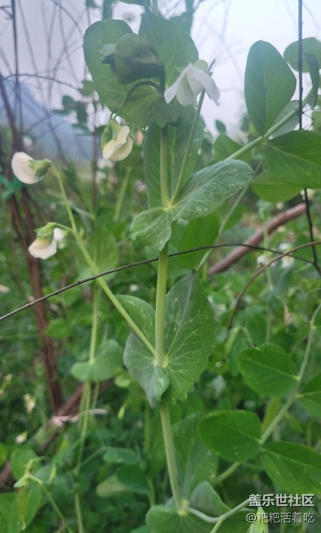 【春日寻花】豆花