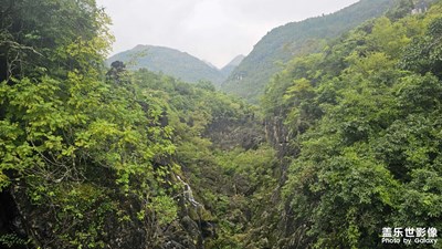 黄果树