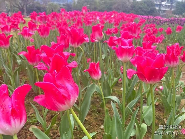 【春日寻花】郁金香