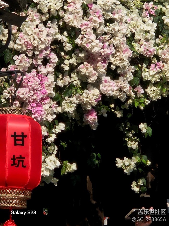 【活动回顾】古镇寻梅