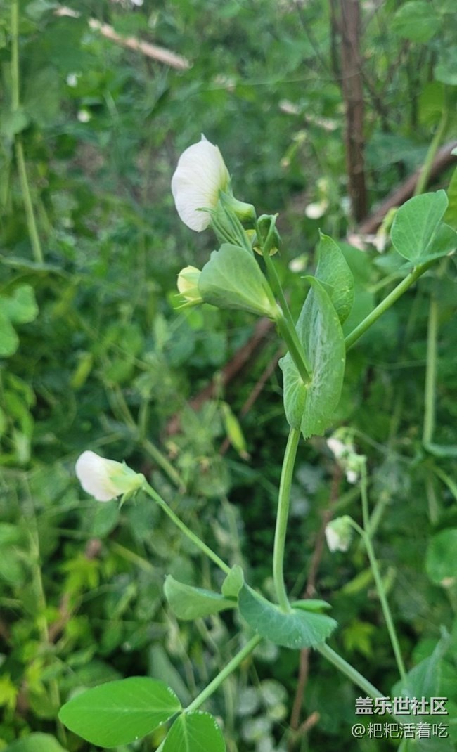 【春日寻花】豆花